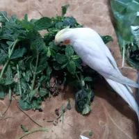 عروس لوتینو