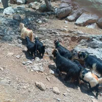 بز درجه یک