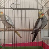 فروش یک جفت عروس هلندی نر سخنگو دستی و ماده مولد
