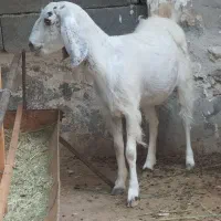 فقط تماس پاسخگو هستم    عسلویه روستای اخند