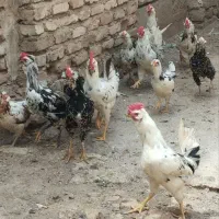 خروس|حیوانات مزرعه|شیراز, سفیرشمالی|دیوار