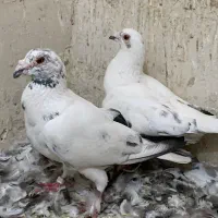 کفتر|پرنده|تربت جام, مسکن مهر|دیوار