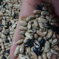 پاچ باقالا گیلانی
