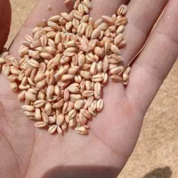 گندم  جو حبوبات انواع دارو گیاهی