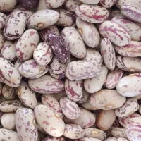 لوبیا خمین