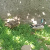 اردک نروماده تخم گذار