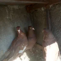 کفتر دورگ پلاکی سرخ  و پرشی