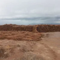 جارو محلی بلند ویکدست