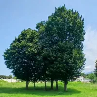 ۱۷۰۰ متر برای فروش یا مشارکت