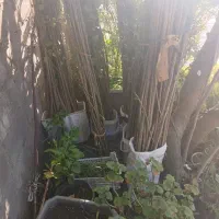 چندعددنهال ریشه دارصنوبر ۱۰۰بیشتر