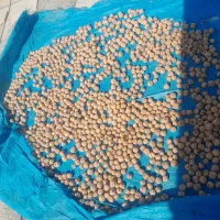 گردوسفیدوخوشمزه روغنی به شرط