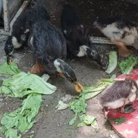 اردک بازیگوش 3 ماهه