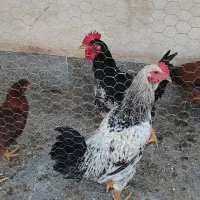 مرغ و خروس وغاز و بوقلمون