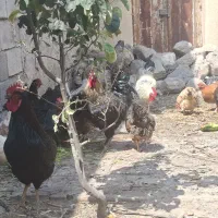 خروس طبیعی وسالم