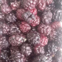 شاتوت