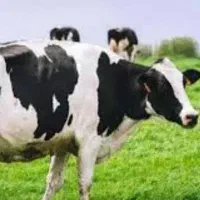 قصاب سیار
