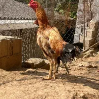 خروس لاری نسل معتبر
