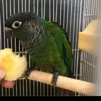 گرنچیک جفت