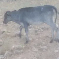 گوساله ماده