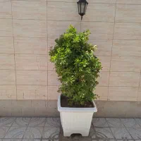 دو گلدان بزرگ شمشاد باقیمت مناسب