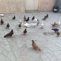 یک کله یکجا جارو کش
