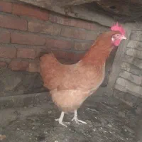 مرغ تخمگذار