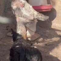 خروس لاری