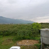 فروش باغ کیوی