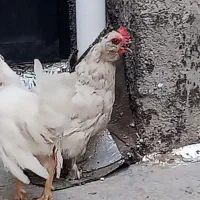 مینیاتوری معاوضه