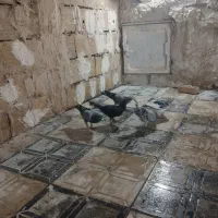 کفتر