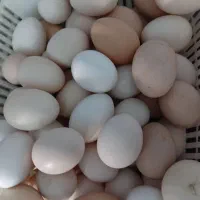 تخم مرغ نطفه دار ریشی و گلین