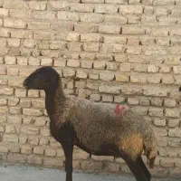 گوسفند ماده جوان سالم سرحال چاق قربانی