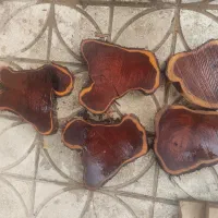 چوب خشک