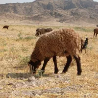 تعداد۹ راس شیشک و بره ماده(میش) هترو