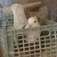 کفتر