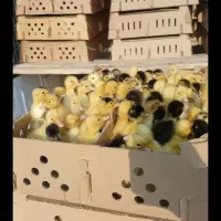 جوجه رنگی راس اردک پکنی گلپایگان