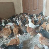 جوجه گلپایگان ۶۰روزه