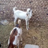 فروش دو عدد کره ماده. بای دونه بره وزن مناسب