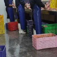 مرغ کار.بیخسکار.کارگر حرفه ای بیخسکار