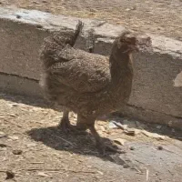 مرغ تخم گذار