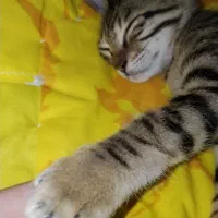 واگذاری بچه گربه (پدر بریتیش، مادر دی اس اچ)