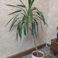 گل طبیعی یوکا