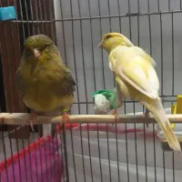 یه جفت قناری نر و ماده با چهارتا تخم نطفه با قفس