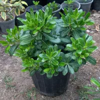 فروش گیاه بیرونی
