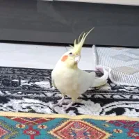 پرنده ماده