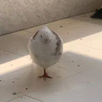 کبوتر طوقی گمشده