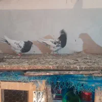 کبوتر|پرنده|شاندیز, |دیوار