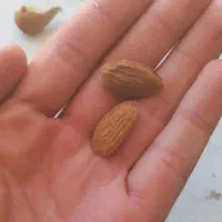 بادام