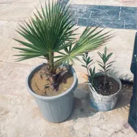 فروش انواع گل و گیاه