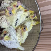 جوجه عروس هلندی سرلاکی نژاد سخنگو